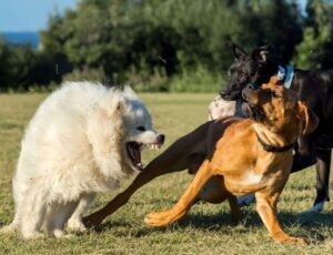 https://collegeforpets.com/is-my-dog-being-aggressive-or-just-playing/