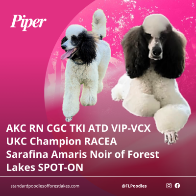 Piper