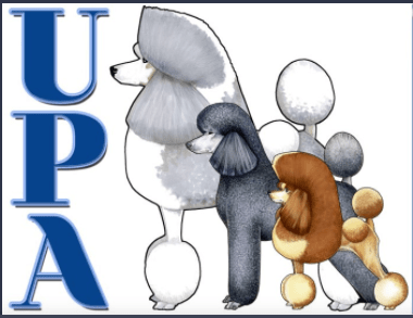 united poodle